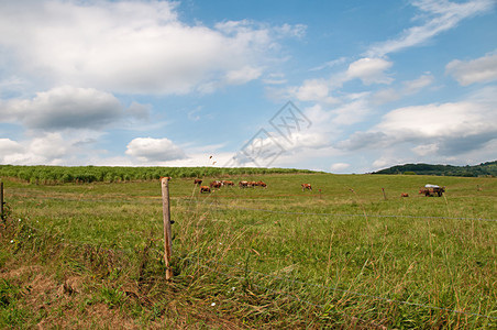 奶牛国家燃料场地天空牛奶铁丝网农场农业蓝色全景图片