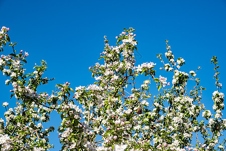 在阳光和蓝天下春出 在开阔的果园中花瓣植物群花朵季节生长农场天空太阳园艺叶子图片