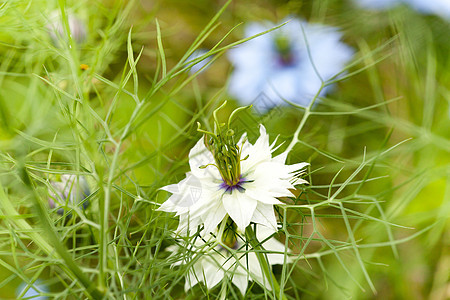 紧闭花 蓝花或白花植物群宏观花园蓝色植物学植物白色叶子草本植物花朵图片