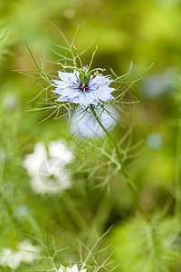 紧闭花 蓝花或白花绿色花朵草本植物叶子花园黑色植物植物学蓝色植物群图片