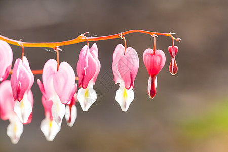 心形柔软的焦点 红花和白花演出植物群季节花园植物墙纸背景宏观中心奇观图片