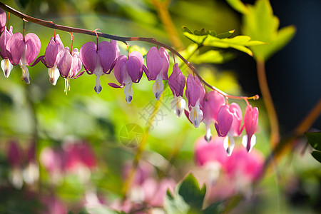 心形柔软的焦点 红花和白花墙纸演出植物群奇观植物季节花园花朵背景宏观图片