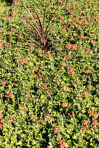 春花市场上的花朵花卉花园绿色叶子植物群温室年度红色园艺植物生长图片