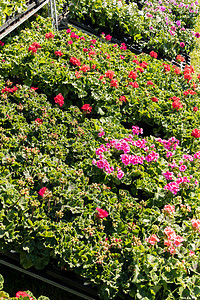 春花市场上的花朵花卉植物群花园花瓣园艺绿色生长叶子植物年度红色图片