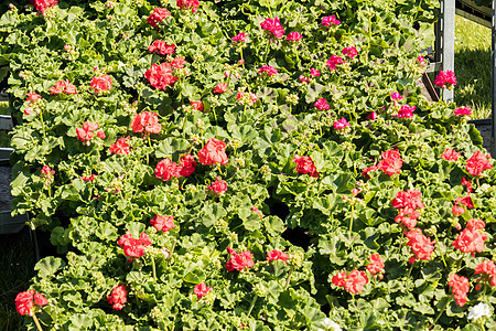 春花市场上的花朵花卉年度花瓣花园绿色植物植物群叶子园艺红色生长图片