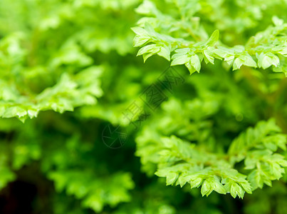 塞拉吉尼拉绿新绿叶涉及幼年花园叶子绿色树叶生长藻类季节森林卷柏热带图片