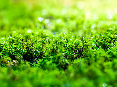 地上生长的新鲜绿苔 苏河水滴热带公园石头环境季节阳光花园绿色藻类宏观图片