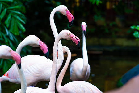 动物园池塘中的粉红火烈鸟翅膀国家野生动物情调动物群羽毛动物反射蓝色荒野图片