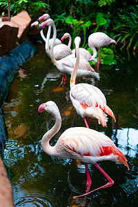 动物园池塘中的粉红火烈鸟蓝色动物群公园翅膀反射团体异国热带旅行国家图片