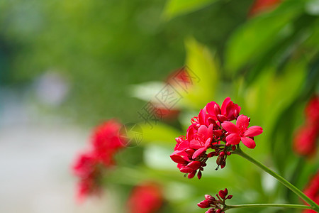 棉花留下麻风树红花和绿叶叶灌木植物群衬套花瓣花粉棉布植物学叶子花园草本植物图片