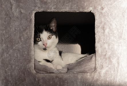 猫包裹在舒适的盒子里灰色毯子黑与白小猫纸板房子卧室宠物图片
