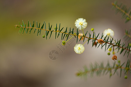澳洲本土花卉——金合欢花图片