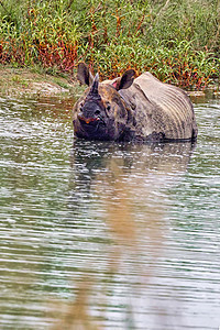 尼泊尔Bardia皇家国家公园 大一角犀牛Rhinoceros生态喇叭湿地生物学动物群避难所公园保护食草自然保护区图片