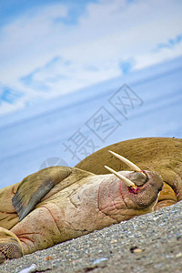 挪威斯瓦尔巴德 北冰洋栖息地动物海洋獠牙迷迭香天堂生态旅游多样性生态象牙图片