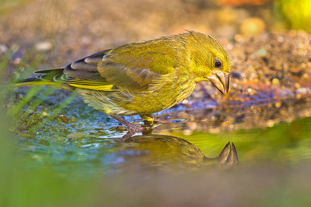 西班牙 地中海森林 森林池 格林芬奇绿藻水池荒野翅膀洗澡羽毛生物学栖息地生态旅游生活背景图片