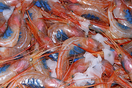 西班牙鱼类市场 最近捕捞的虾鱼 西班牙图片