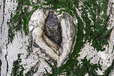 胡桃树树干 病态的森林树 公园图片