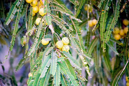 野生 amla 树的机架聚焦照片 野生超级醋栗成熟并挂在树上 小绿叶准备采摘用于草本阿育吠陀有机抗菌和免疫增强产品热带水果背景药图片