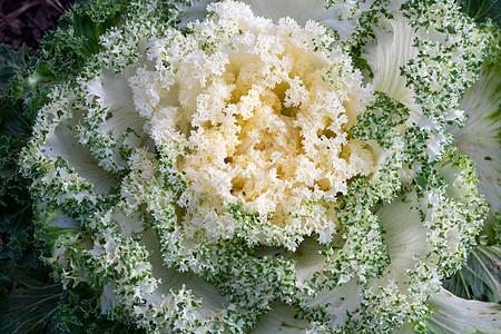 花园中的Brassica色蕾花白装饰性卷心菜图片
