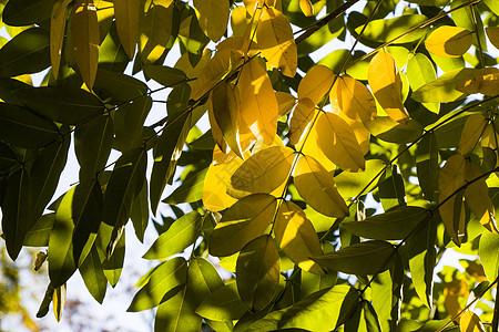 黄假 自然背景 黄色 灰树和黄树叶请假植物季节逆光公园橙子收藏植物群花园树叶环境图片