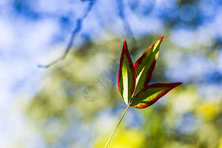 Nandina 家佣假bokeh背景 自然背景植物群花园团体蓝色太阳火力灌木植物学地面衬套图片