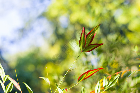 Nandina 家佣假bokeh背景 自然背景衬套季节蓝色环境太阳叶子树篱天竹植物学园艺图片