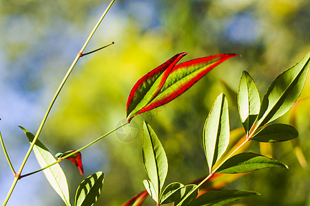 Nandina 家佣假bokeh背景 自然背景树叶植物群园艺太阳植物学灌木天竹火力观赏蓝色图片