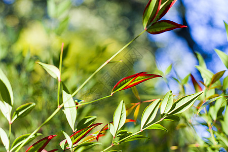 Nandina 家佣假bokeh背景 自然背景花园树叶树篱园艺植物学植物团体植物群地面蓝色图片