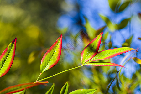 Nandina 家佣假bokeh背景 自然背景园艺团体观赏植物蓝色植物学灌木天竹季节树叶图片