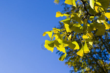 秋青树叶 秋黄金果叶和蓝天植物植物园药品背景季节银叶银杏树树木生长公园图片