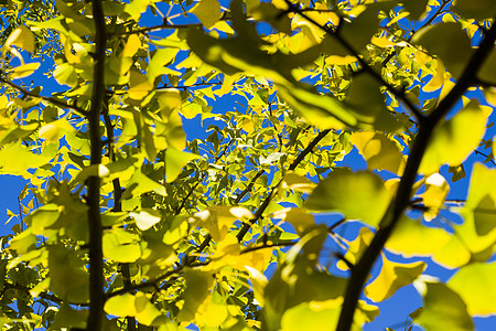 秋青树叶 秋黄金果叶和蓝天植物公园银杏树叶子森林背景银杏叶阳光季节自然图片