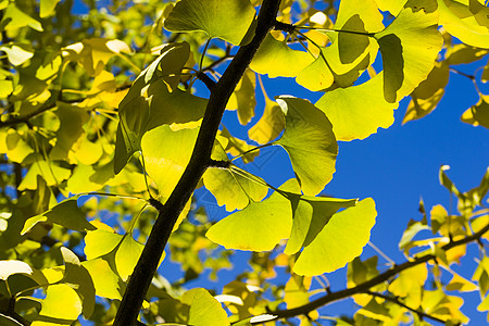 秋青树叶 秋黄金果叶和蓝天叶子森林背景落叶银叶银杏树植物园季节公园植物图片
