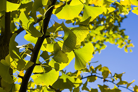 秋青树叶 秋黄金果叶和蓝天生长公园自然阳光树木背景银叶药品植物园银杏树图片