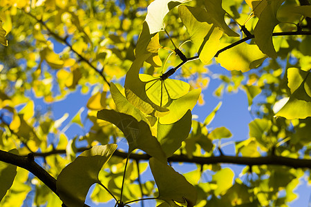 秋青树叶 秋黄金果叶和蓝天落叶森林银杏树叶子树木银杏叶生长季节阳光银叶图片