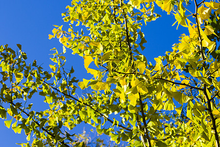 秋青树叶 秋黄金果叶和蓝天生长落叶植物园季节叶子银杏树背景银叶阳光公园图片