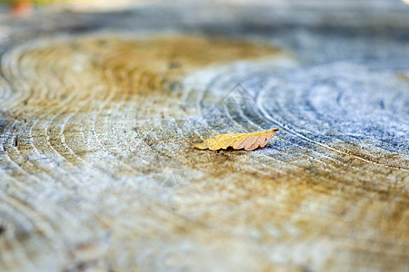 木质背景 切树图案 剪树和干树的纹理 树龄环树桩老化生长材料林业横截面同心树干森林圆圈图片