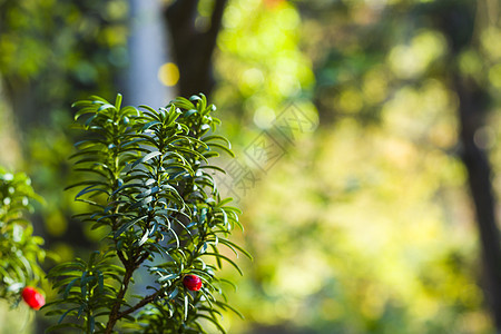 亚乌树叶近身和宏观 绿色背景植物有毒化学品生长针叶树枝条浆果紫杉树软木叶子图片