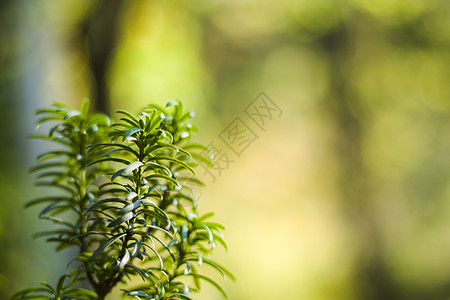 亚乌树叶近身和宏观 绿色背景植物群针叶学品环境枝条针叶树有毒化水果公园植物图片