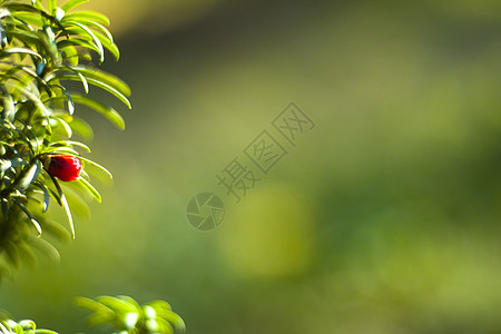 亚乌树叶近身和宏观 绿色背景花园学品枝条木头软木针叶云杉植物有毒化环境图片