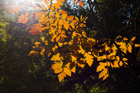 黄假 自然背景 黄色 灰树和黄树叶请假植物群森林阳光收藏公园金子橙子地面植物花园图片