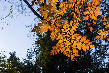 黄假 自然背景 黄色 灰树和黄树叶请假环境金子树叶森林植物群季节植物叶子地面橙子图片