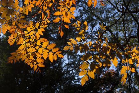 黄假 自然背景 黄色 灰树和黄树叶请假树叶环境橙子森林收藏逆光墙纸植物阳光地面图片