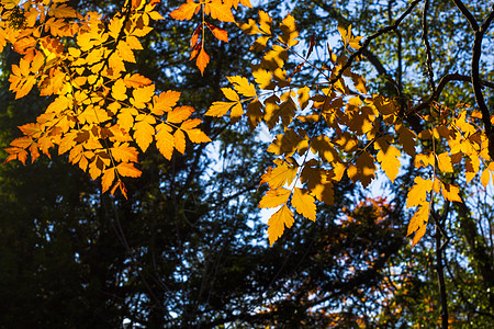 黄假 自然背景 黄色 灰树和黄树叶请假公园环境树叶橙子植物群季节花园植物墙纸地面图片