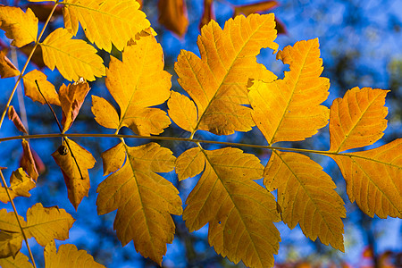 黄假 自然背景 黄色 灰树和黄树叶请假阳光墙纸植物地面金子逆光树叶森林花园植物群图片