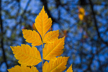 黄假 自然背景 黄色 灰树和黄树叶请假树叶季节植物群公园花园叶子墙纸森林地面橙子图片