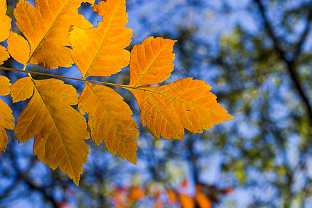 黄假 自然背景 黄色 灰树和黄树叶请假阳光植物群森林收藏环境逆光花园公园季节金子图片