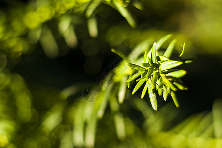 亚乌树叶近身和宏观 绿色背景衬套浆果有毒化花园森林叶子植物紫杉树枝条针叶树图片