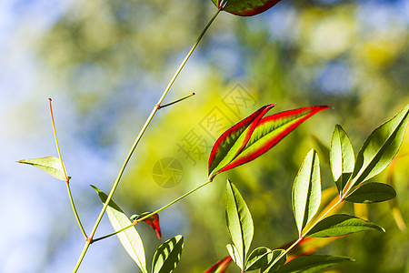Nandina 家佣假bokeh背景 自然背景植物学太阳公园植物团体园艺花园树叶叶子树篱图片