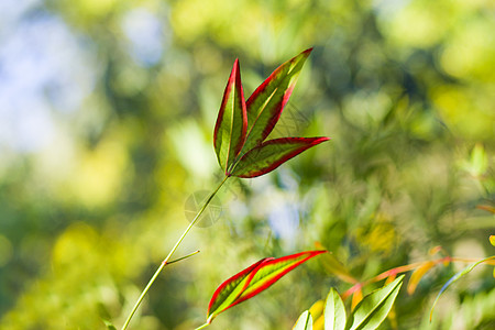 Nandina 家佣假bokeh背景 自然背景植物群叶子树叶花园季节植物学观赏公园地面蓝色图片