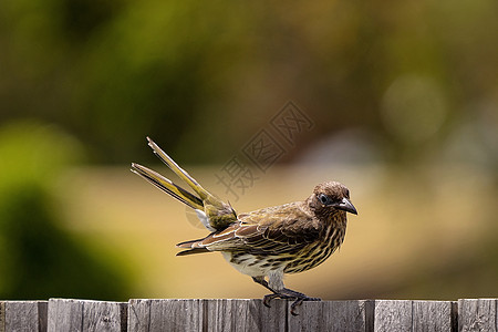 橄榄鸟坐在一旁森林热带动物群亚种栅栏翅膀迁移动物野生动物尾巴图片